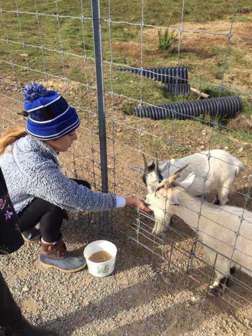 A girl in a blue hat feeds two goats through a fence, with a bowl of food nearby on the ground.