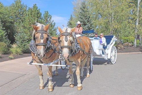 A horse-drawn carriage with two horses, parked on a paved path surrounded by trees and greenery.