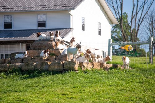 A group of goats play and rest on a rocky mound in a grassy area near a white farmhouse.