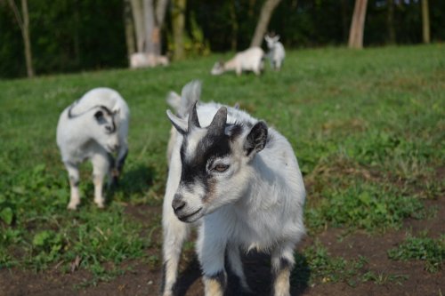 A close-up of a small goat with black and white markings, with other goats grazing in the background on green grass.