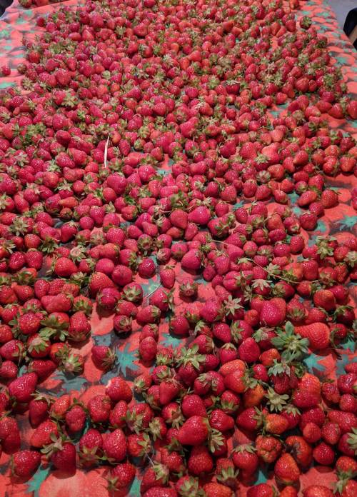 A large spread of fresh, ripe strawberries on a patterned tablecloth.