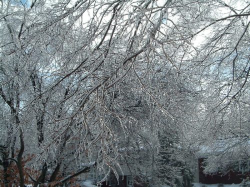 Icicles glisten on bare tree branches, creating a sparkling winter scene against a cloudy sky.