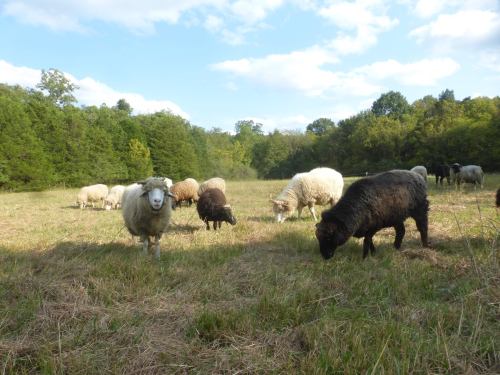 A flock of sheep grazing in a grassy field surrounded by trees under a blue sky with fluffy clouds.