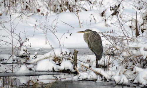 A heron stands still in a snowy landscape, surrounded by snow-covered plants and a partially frozen pond.