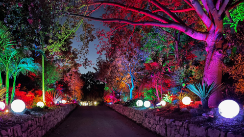 A vibrant pathway lined with colorful lights and illuminated spheres, surrounded by lush trees and plants at night.