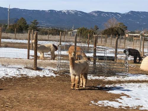 A group of alpacas in a snowy field, with mountains in the background and a fenced area.