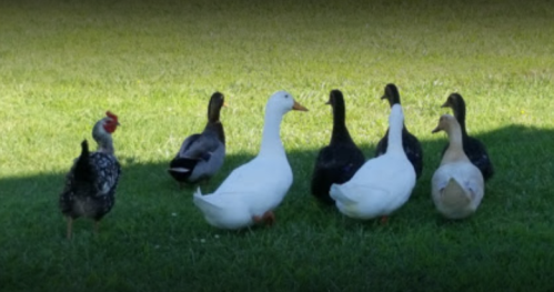 A group of ducks and a chicken standing on green grass, facing away from the camera.