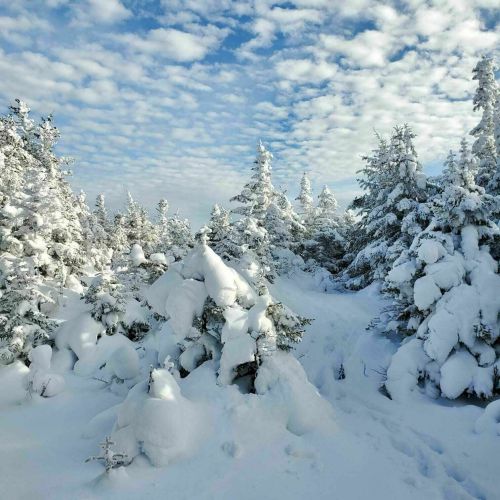 A snowy landscape with tall evergreen trees blanketed in snow under a partly cloudy sky.