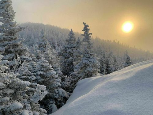 A snowy landscape with tall evergreen trees and a hazy sun setting behind a mountain.