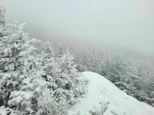 A snowy landscape with dense trees, shrouded in fog, creating a serene winter scene.