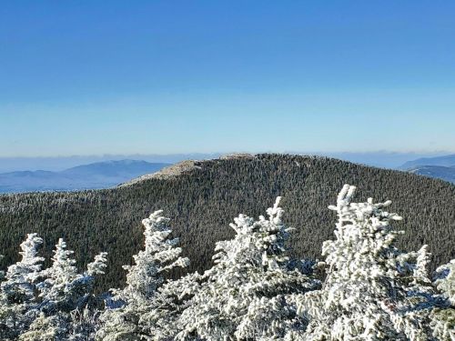 Snow-covered trees in the foreground with a distant mountain range under a clear blue sky.