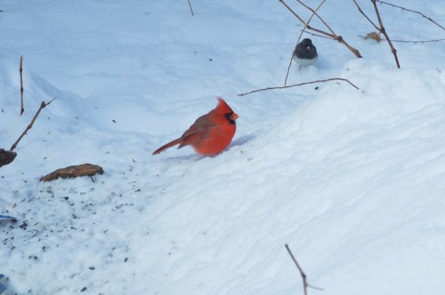 A bright red cardinal stands on a snowy ground, with a dark bird partially visible in the background.