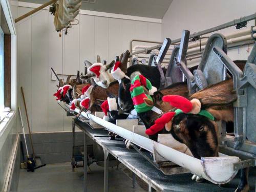 Goats wearing festive Christmas hats in a milking parlor, lined up at feeding troughs.
