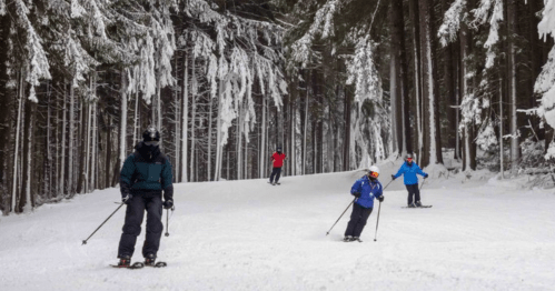 Four skiers navigate a snowy trail surrounded by tall, snow-covered trees in a winter landscape.
