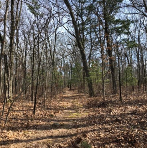 A winding dirt path through a wooded area with bare trees and scattered leaves on the ground.