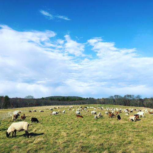 A wide grassy field with a large flock of sheep and goats grazing under a blue sky with scattered clouds.