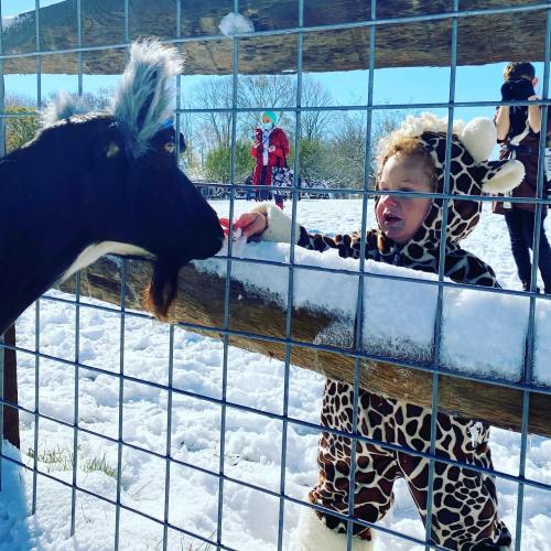 A child in a giraffe costume reaches through a fence to interact with a goat in a snowy setting.