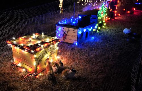 Colorful illuminated rabbit huts with rabbits in a festive outdoor setting at night.