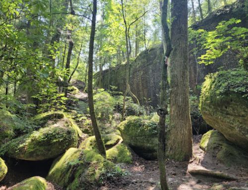 Lush green forest with moss-covered boulders and tall trees under bright sunlight.
