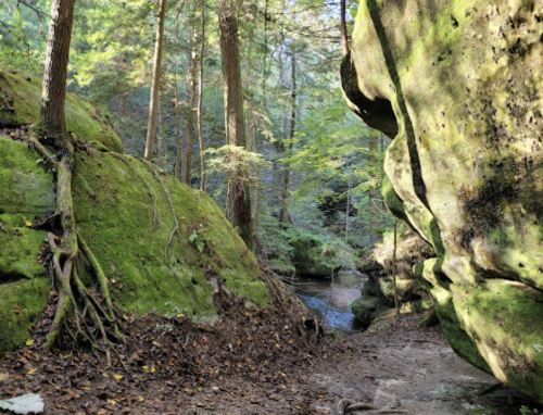 A serene forest scene with moss-covered rocks, trees, and a small stream flowing through a peaceful pathway.