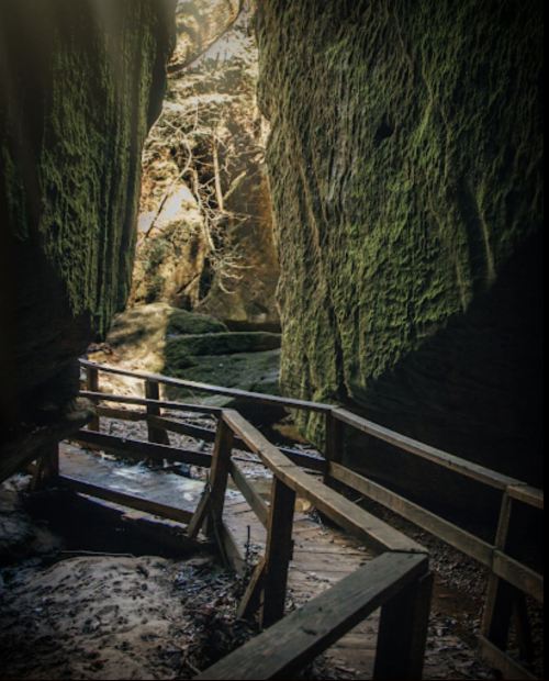 A wooden staircase winds through a narrow, moss-covered canyon with sunlight filtering through the trees above.