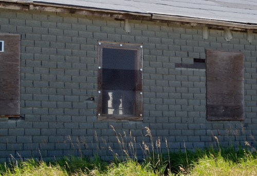 Abandoned building with a boarded window and a mesh screen, surrounded by tall grass.