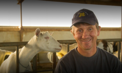 A smiling man in a cap sits in a barn with a goat nearby, surrounded by other goats in the background.
