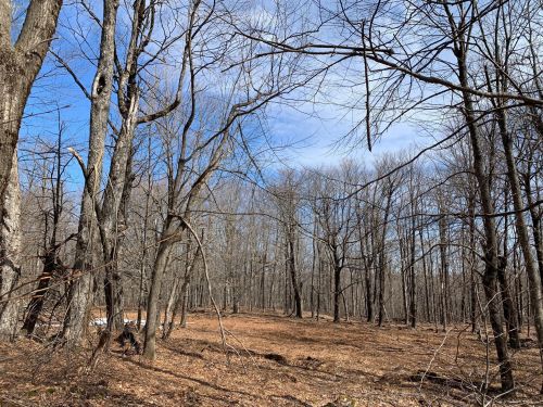 A serene forest scene with bare trees and a clear blue sky, showcasing a peaceful, open woodland area.