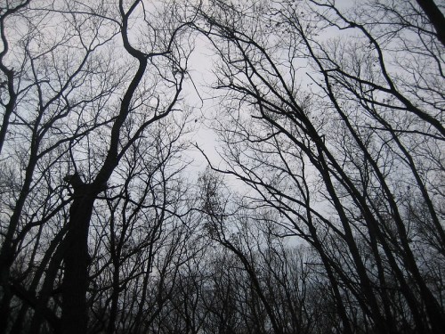 Bare tree branches stretch towards a cloudy sky, creating a stark silhouette against the gray backdrop.