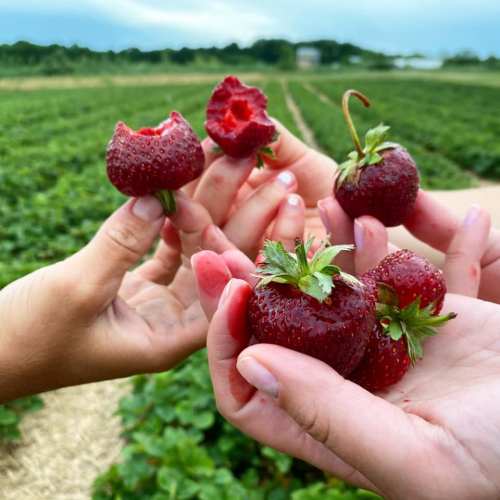 Hands holding freshly picked strawberries in a lush green field, with a few strawberries partially eaten.