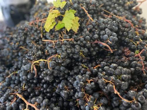 A close-up of a large pile of dark purple grapes with a few green leaves on top.