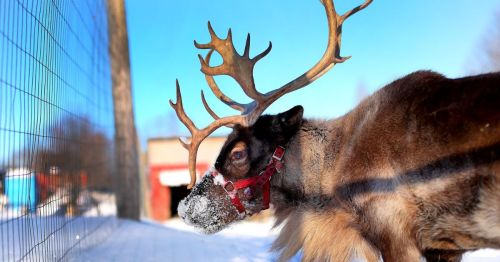 A close-up of a reindeer with large antlers, wearing a red harness, standing in a snowy landscape.