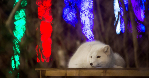 A white Arctic fox resting on a wooden surface, with colorful lights glowing in the background.