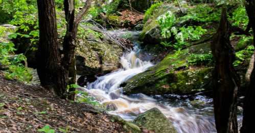 A serene forest scene featuring a flowing stream surrounded by lush greenery and rocky terrain.
