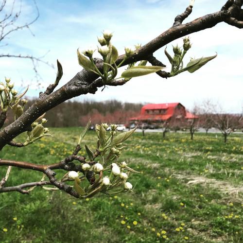 A close-up of a flowering branch with buds, set against a green field and a red barn in the background.
