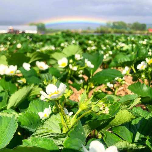 A field of strawberry plants with white flowers, under a rainbow in a cloudy sky.