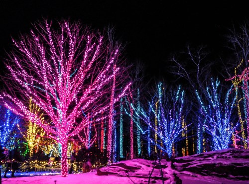 Colorful trees adorned with vibrant pink and blue lights, set against a dark night sky and snowy ground.