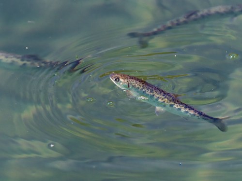 A close-up of a fish swimming in clear water, creating ripples around it. Other fish are faintly visible in the background.