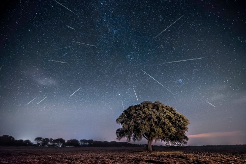 A solitary tree under a starry sky, with multiple meteor trails streaking across the night.