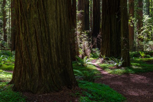 A serene forest scene featuring tall redwood trees, lush ferns, and a winding path illuminated by soft sunlight.