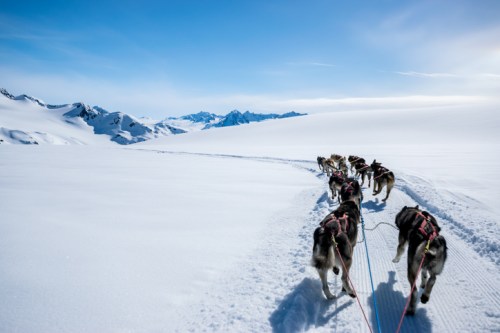 A team of sled dogs pulls a sled across a snowy landscape with mountains in the background under a clear blue sky.