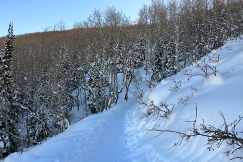 A snowy trail winding through a forest of bare trees and shrubs, with a clear blue sky above.