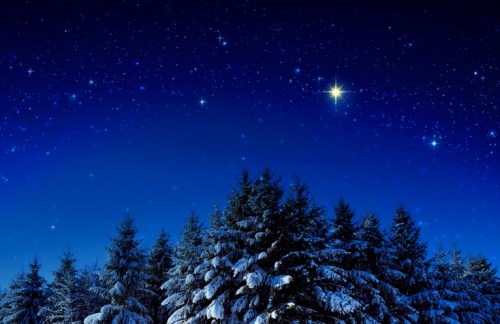 A starry night sky above snow-covered evergreen trees, creating a serene winter landscape.