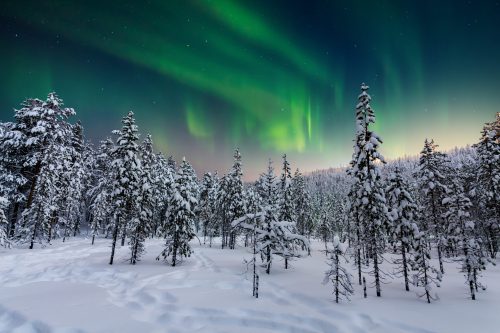 A snowy forest under a vibrant display of the northern lights, with tall trees silhouetted against a colorful sky.