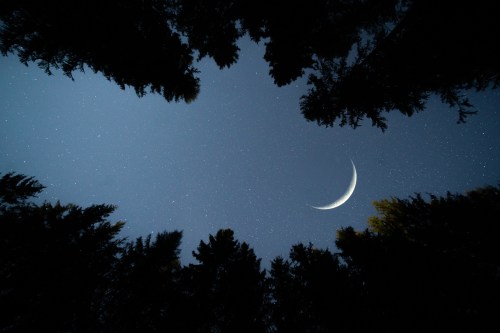 A crescent moon shines in a starry sky, framed by tall trees silhouetted against the night.