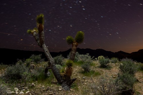 A desert landscape at night featuring a unique tree and star trails in the sky, with mountains in the background.