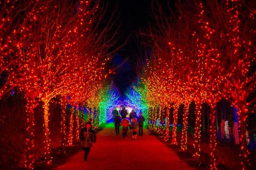 A festive pathway lined with vibrant red and blue lights, with people walking through the illuminated trees at night.