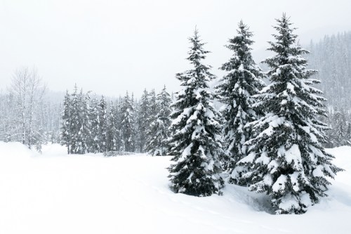 Snow-covered evergreen trees in a winter landscape, surrounded by a blanket of white snow and a misty atmosphere.