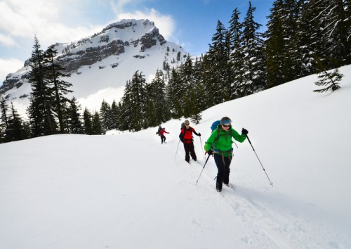 Three skiers trek through a snowy landscape, surrounded by tall evergreen trees and a mountain in the background.