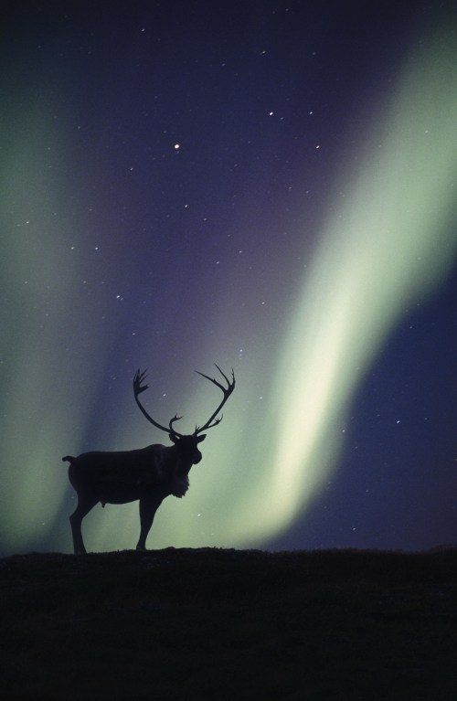 A silhouette of a reindeer against a vibrant aurora borealis and starry night sky.